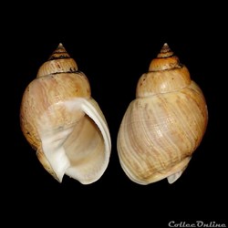 Nassariidae - Tritia mutabilis (Linné, 1758)