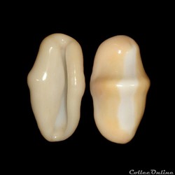 Ovulidae - Cyphoma gibbosum (Linné, 1758)