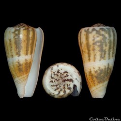 Pionoconus raphanus (Hwass in Bruguière, 1792)