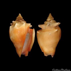 Strombidae - Strombus pugilis (Linné, 1758)
