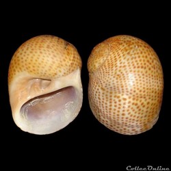 Naticidae - Naticarius stercusmuscarum (Gmelin, 1791)