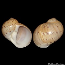 Naticidae - Naticarius canrena (Linné, 1758)