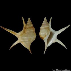 Aporrhaidae - Aporrhais pesgallinae (Barnard, 1963)