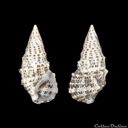 Cerithiidae - Cerithium litteratum (Born, 1778)