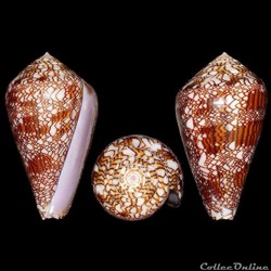 Cylinder dalli (Stearns, 1873)