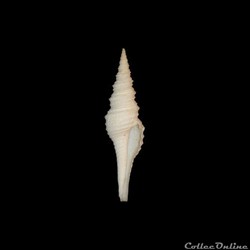 Turridae - Polystira albida (Perry, 1811)