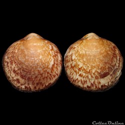 Glycymerididae - Glycymeris glycymeris (Linné, 1758)