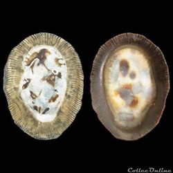 Siphonariidae - Siphonaria pectinata (Linné, 1758)
