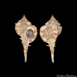 Muricidae - Vokesimurex messorius (Sowerby II, 1841)