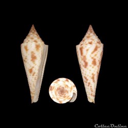 Fusiconus (Fusiconus) longurionis (Kiener, 1845)