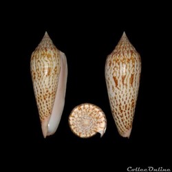 Phasmoconus (Phasmoconus) ranonganus (da Motta, 1978)
