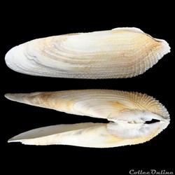 Pholadidae - Pholas dactylus (Linné, 1758)