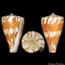 Kioconus (Isoconus) capitanellus (Fulton, 1938)