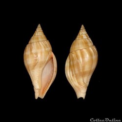 Colubrariidae - Metula cumingi (Adams, 1853)
