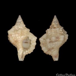 Cymatiidae - Monoplex nicobaricus (Röding, 1798)