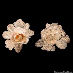 Xenophoridae - Xenophora conchyliophora (Born, 1780)