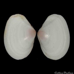 Tellinidae - Macomopsis cumana (Costa,1830)
