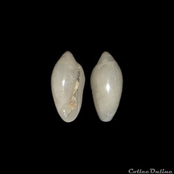 Marginellidae - Volvarina mitrella (Risso, 1826)