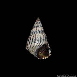 Littorinidae - Echinolittorina angustior (Mörch, 1876)