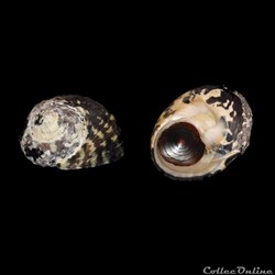 Tegulidae - Cittarium pica (Linné, 1758)