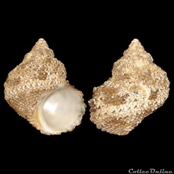 Turbinidae - Turbo castanea (Gmelin, 1791)