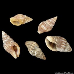 Pisaniidae - Aplus assimilis (Reeve, 1846)