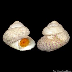 Trochidae - Steromphala divaricata (Linnaeus, 1758)