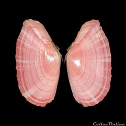 Tellinidae - Moerella rubicincta (Tryon, 1869)
