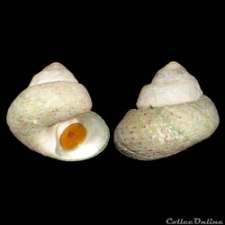 Trochidae - Steromphala divaricata (Linnaeus, 1758)