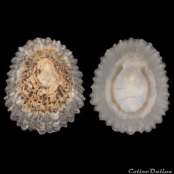 Patellidae - Patella lugubris (Gmelin, 1791)