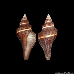 Melongenidae - Pugilina morio (Linné, 1758)