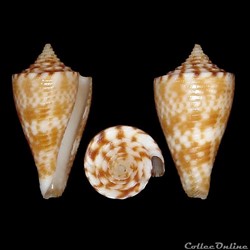 Conasprella wakayamaensis (Kuroda, 1956)