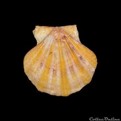 Pectinidae - Flexopecten glaber (Linné, 1758)