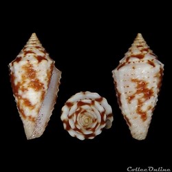 Jaspidiconus verrucosus (Hwass in Bruguière, 1792)
