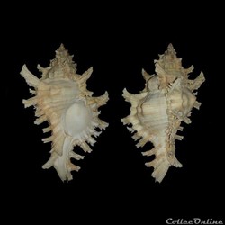Muricidae - Chicoreus brevifrons (Lamarck, 1822)