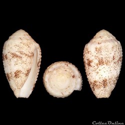 Puncticulis arenatus f. granulosus (Lamarck, 1822)