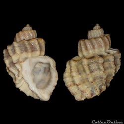 Cancellariidae - Trigonostoma scala (Gmelin, 1791)