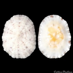 Eoacmaeidae - Eoacmaea pustulata (Helbling, 1779)