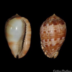Cassidae - Cypraecassis testiculus (Linné, 1758)