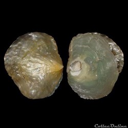 Anomiidae - Anomia ephippium (Linné, 1758)