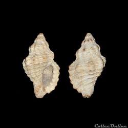 Muricidae - Ocenebra edwardsii (Payraudeau, 1826)
