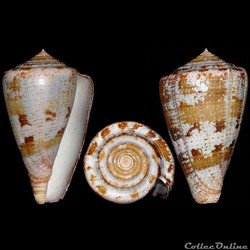 Chelyconus purpurascens (Sowerby I, 1833)