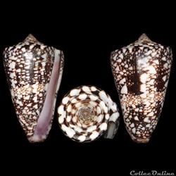 Leptoconus locumtenens (Blumenbach, 1791)