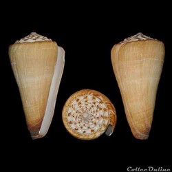 Fraterconus distans (Hwass in Bruguière 1792)