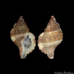 Cymatiidae - Gutturnium muricinum (Röding, 1798)