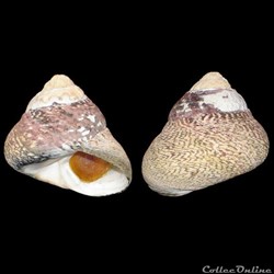 Trochidae - Phorcus lineatus (da Costa, 1778)