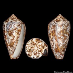 Cylinder victoriae (Reeve, 1843)