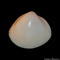 Mactridae - Mactra stultorum (Linné, 1758)