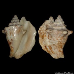Strombidae - Lobatus raninus (Gmelin, 1791)