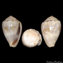 Virroconus coronatus (Gmelin, 1791)